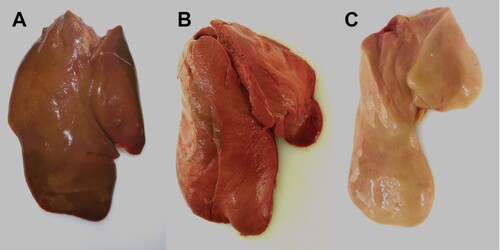 Figure 4. Macroscopic findings in the livers of experimentally H5N8B-infected ducks. (A) Seronegative Pekin duck, H5N8B-infected, euthanized 9 dpi due to neurological symptoms, liver. Macroscopically normal, brown-red, acutely-angled liver without immunohistochemically-detectable hepatocellular influenza A virus matrix protein. (B) Pekin contact duckling in the mallard group, died 4 dpc, liver. Swollen, brick-red-colored, friable liver with rounded edges, interpreted as severe, acute, diffuse, necrotizing hepatitis with immunohistochemically-detectable hepatocellular influenza A virus matrix protein. (C) Seropositive mallard, H5N8B-infected, clinically normal, 14 dpi, liver. Swollen, beige, greasy liver with rounded edges, interpreted as moderate, acute, diffuse hepatocellular lipidosis (background pathology) without immunohistochemically detectable hepatocellular influenza A virus matrixprotein.