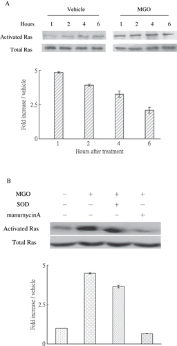 Figure 3. (A) MGO rapidly increased Ras activation in rat renal mesangial cells. (B) Inhibition of Ras activity by manumycin A but not inhibition of superoxide by SOD reduced the promoting effect of high MGO on Ras activation at 1 hour. Cell cultures (1 × 106 cells/dish, 100mm culture dish) were pretreated with 2.5μM manumycin A and subjected to high MGO treatment. The relative intensities of the immunoblotting bands were measured by densitometry normalized to each vehicle. Experimental results are presented as means ± standard errors calculated from three triplicate experiments.