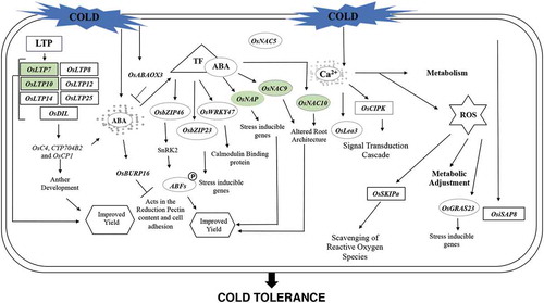 Figure 4. Model for mechanism of tolerance to low temperatures at the reproductive stage in rice. Regulatory cascade of perception and induction of damage in response to cold stress, shown by genes responsive to this condition (colored green) and regulation of downstream genes, as well as the induction of biochemical responses leading to tolerance to low temperatures.