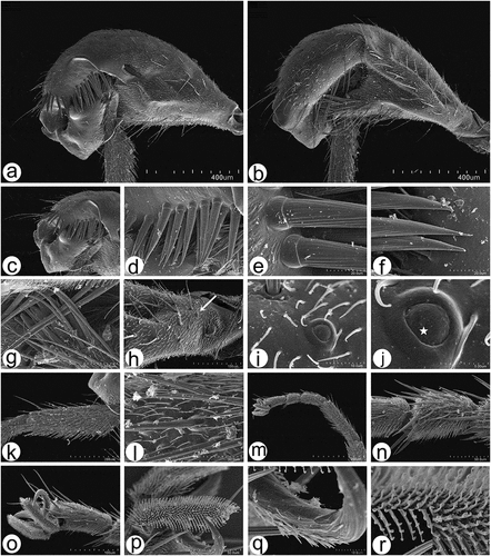 Figure 12. Scanning electron microscopy of Rhamphomyia aquila sp. nov. legs. (a–b) Swollen male hind femur and extremely reduced hind tibia; (c–g) long and stout trichoid and chaetic sensilla on apical third of femur, posteroventrals; (h–j) single campaniform sensillum on the basal inner side of femora (arrow) with small pore near the centre (star); (k–l) elongate basitarsus with large grooved chaetic sensilla; (m–n) trichoid and chaetic sensilla on third tarsomere; (o–q) curved claws and pulvilli (r) fine structure of tenent setae and terminal plates.