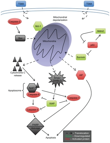 Figure 1 Survivin-T34A induces apoptosis by modulating the intrinsic (mitochondrial) pathway of apoptosis. After the mitochondrial depolarization, mitochondrial proteins that activate caspases, such as cytochrome c and Smac/Diablo, as well as those that are caspase independent, such as AIF, are released by way of transmembrane channels across the mitochondrial outer membrane.