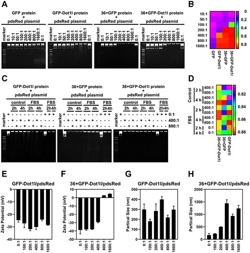 Figure 4. Noncovalent interactions between recombinant protein and plasmid DNA in vitro. (A) Native-PAGE electrophoresis (4 h) of the recombinant protein incubated with pdsRed expression plasmid at mol ratios of 10:1 and 1600:1. (B) The heat map presenting quantitative analysis by Image J of gel imaging. DNA band shift migrating in the gel was defined as mobility of recombinant protein/DNA complexes. (C) Effects of serum on the stability of recombinant protein (GFP-Dot1l, 36 + GFP, and 36 + GFP-Dot1l)/plasmid DNA complex with mol ratio of 400:1 and 800:1 for 2 h and 4 h. (D) The heat map presenting quantitative analysis by Image J of gel imaging. DNA band shift migrating in the gel was defined as mobility of recombinant protein/DNA complexes in the presence or absence of serum. (E) Zeta potential of GFP-Dot1l protein/plasmid DNA from mol ratio of 100:1 to 1600:1. (F) Zeta potential of 36 + GFP-Dot1l protein/plasmid DNA from mol ratio of 100:1 to 1600:1. (G) Particle size distribution of GFP-Dot1l protein/plasmid DNA from mol ratio of 100:1 to 1600:1. (H) Particle size distribution of 36 + GFP-Dot1l protein/plasmid DNA from mol ratio of 100:1 to 1600:1.