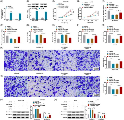 Figure 6. Restoration of KIF2A partially abated the inhibiting effect of miR-338-3p re-expression on NSCLC cell proliferation, migration and invasion. (A) qPCR detected miR-338-3p expression in miR-NC- and miR-338-3p-transfected NCI-H1299 and A-549 cells. (B) Western blotting examined KIF2A protein expression in pcDNA- and pcDNA-KIF2A (KIF2A)-transfected NCI-H1299 and A-549 cells. (C–N) In NCI-H1299 and A-549 cells transfected with miR-NC, miR-338-3p or miR-338-3p combined with pcDNA or KIF2A, (C, D) CCK-8 assay measured OD value at 450 nm during consecutive 72 h, (E, F) EdU assay determined EdU positive rate, (G, H) FCM evaluated apoptotic rate, (I–L) transwell assay confirmed migration rate and invasion rate, and the scale bar was 100 μm in transwell images and (M, N) western blotting detected protein expression of E-cadherin and N-cadherin. *p< .05, **p< .01 and ***p< .001.