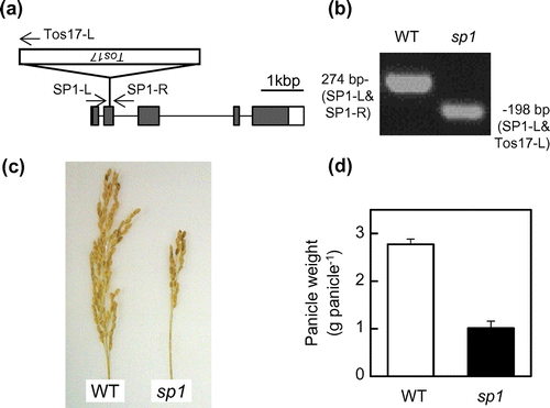 Figure 2. The SP1-KO mutant of Nipponbare used in this study. (a) Gene structure of SP1 and the position of the Tos17 insertion in the ND0393-derived knockout mutant. The names and positions of the primers used for genotyping are indicated with arrows (see Materials and Methods for details). (b) Representative result of genomic PCR analysis for genotyping to select sp1 and WT rice plants. (c) The panicles of sp1 and WT at harvest. (d) Comparison of the panicle weight of sp1 and WT at harvest. Data represent the means and standard errors. Note that the difference between the two lines was significant, as determined by Student’s t-test (p < 0.001, n = 5).