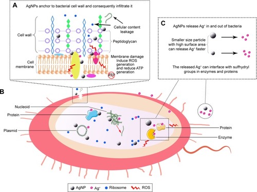 Figure 1 Antibacterial mechanisms of AgNPs. (A) The local enlarged picture shows that AgNPs can anchor to the bacterial cell wall and consequently infiltrate it. This action can lead to membrane damage and cellular content leakage. Furthermore, AgNPs or Ag+ can bind to the protein present in the cell membrane, which are involved in transmembrane ATP generation. (B) AgNPs can penetrate inside to microbial cell, and then AgNPs and the released Ag+ can interact with cellular structures and biomolecules such as proteins, enzymes, lipids, and DNA. The increased ROS lead to an apoptosis-like response, lipid peroxidation, and DNA damage. (C) AgNPs can sustainably release Ag+ in and out of bacteria, and Ag+ can interaction with proteins and enzymes.Abbreviations: AgNP, silver nanoparticle; ROS, reactive oxygen species.