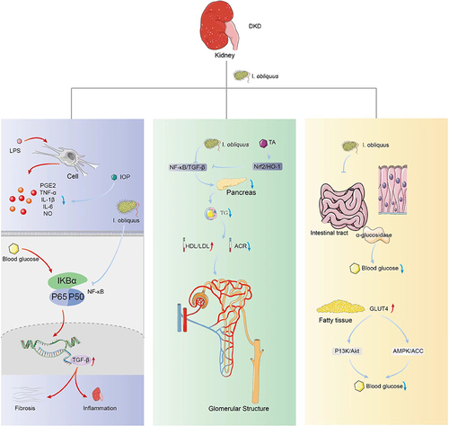 Figure 2 This image depicts the anti-inflammatory and antioxidant effects of I. obliquus on the kidney. Left: I. obliquus can reduce the concentration of proinflammatory cytokines such as PGE2, IL-1β, and TNF-α secreted by macrophages in kidney tissue, thus inhibiting the blood glucose-induced NF-κB activation and TGF-β release. Middle: I. obliquus treatment downregulates the TA-induced NF-Κb/TGF-β signaling pathway, and decreases the level of TG released by the pancreas, accompanied by decreased ACR and increased HDL/LDL. Hence, I. obliquus has a protective role in glomerular structure. Right: Oral administration of I. obliquus could increase the expression of GLUT4 and PI3K/Akt pathway in adipose tissue, as well as the AMPK/ACC pathway in diabetic mice.