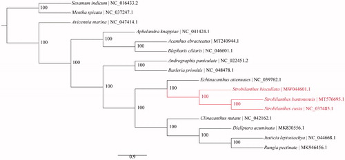 Figure 1. Maximum-likelihood (ML) phylogeny of Acanthaceae based on complete chloroplast genome sequences. Numbers at the right of nodes are bootstrap support values. GenBank accession numbers: Dicliptera acuminata MK830556.1, Rungia pectinate MK946456.1, Acanthus ebracteatus MT240944.1, Strobilanthes bantonensis MT576695.1, Sesamum indicum NC_016433.2, Andrographis paniculata NC_022451.2, Mentha spicata NC_037247.1, Strobilanthes cusia NC_037485.1, Echinacanthus attenuatus NC_039762.1, Aphelandra knappiae NC_041424.1, Clinacanthus nutans NC_042162.1, Justicia leptostachya NC_044668.1, Blepharis ciliaris NC_046601.1, Avicennia marina NC_047414.1, Barleria prionitis NC_048478.1, and Strobilanthes biocullata MW044601.1.