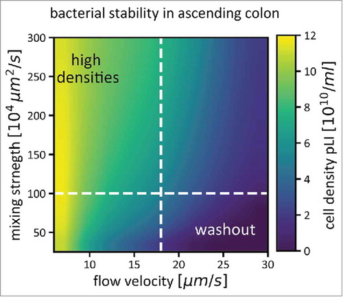 Figure 1. Bacterial density in the ascending colon (pLI) is determined by flow and mixing, in addition to bacterial growth. For a range of mixing strengths and flow velocities, average bacterial densities in the ascending colon are shown as a color gradient. If flow through the colon is fast, and mixing weak, the microbiota cannot reach high densities, as they are washed out quickly (bottom right corner of the plot). Both stronger mixing and slower flow rates help to increase microbiota densities. The dashed white lines indicate conditions that we assume to be prevalent in a healthy human colon (a mixing coefficient of 106 µm2/s, see Figure 2 for how this number was derived, and an average flow velocity of 17.5 µm/s). Simulations were performed as described in,Citation17 Figure S2).