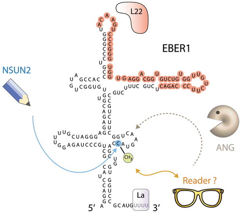 Figure 3. EBER1 contains a destabilizing 5-methylcytosine modification. The RNA methyltransferase NSUN2 deposits a single m5C modification at C145 of EBER1. While the reader protein for this methyl mark is unknown, the presence of m5C destabilizes EBER1 by enhancing its degradation by the RNase Angiogenin (ANG). The binding site of L22 as determined by CLIP assays (unpublished result) is highlighted in red; the binding site of AUF1 has not been mapped yet. The RNA chaperone La binds to the terminal 3′ poly(U) stretch