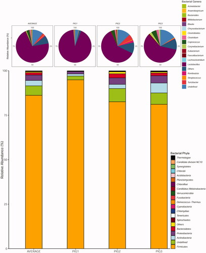Figure 1. Relative abundances and diversity of bacterial phyla and genera detected in Nero Siciliano pig faecal samples.