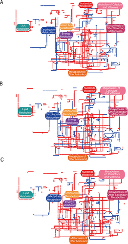 Figure 4 IPath integrated analysis of changes in the metabolic pathways. (A–C) Global metabolic network of the Thr, Gly, and Ser groups, respectively. Red lines represent up-regulation of metabolic pathways, blue lines represent down-regulation of metabolic pathways.