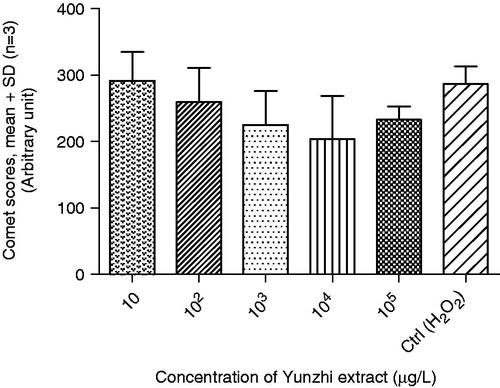 Figure 2. Effects of aqueous extract of Yunzhi and data are expressed as the comet score of DNA damage relative to that in control cells in the LCC assay. Lysed lymphocytes embedded in gel were separately pre-incubated with five different concentrations (w/v) of Yunzhi extract followed by H2O2 challenge. The trend of decreased DNA damage was seen but did not reach a signifcant level.