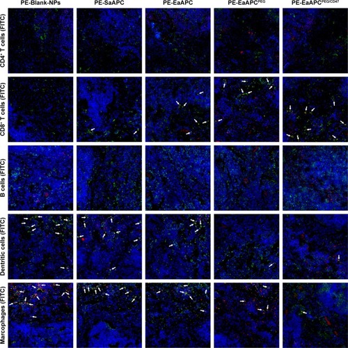 Figure 5 EaAPCPEG/CD47 markedly reduced co-localizations with phagocytes and increased contacts with CD8+ T cells in vivo. PE-labeled SaAPC, EaAPC, EaAPCPEG, EaAPCPEG/CD47, or Blank-NPs (sphere) were i.v. injected into the melanoma-bearing C57BL/6 mice on day 11. Six hours later, spleens were collected from each group and frozen sections were prepared. Then, CD4+ T cells, CD8+ T cells, B cells, macrophages, and DCs were stained with FITC-labeled mAbs, respectively, and observed by confocal imaging in the spleen sections at 400× magnification. White arrow points at the co-localizations of PE-aAPCs (or PE-Blank-NPs) with indicated cells.Abbreviations: DC, dendritic cell; SaAPC, nanospherical aAPCs; EaAPC, nanoellipsoidal aAPC; EaAPCPEG, PEGylated nanoellipsoidal aAPC; NP, nanoparticle; aAPC, artificial antigen-presenting cell; i.v., intravenous; EaAPCPEG/CD47, PEGylated and CD47-conjugated nanoellipsoidal aAPCs.