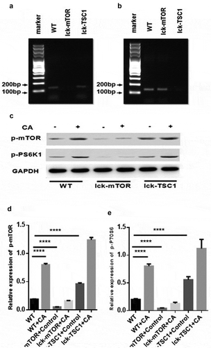 Figure 3. mTOR pathway activation was elevated in fungal sepsis mice compared with uninfected control mice. (a, b) mTOR and TSC1 RNA levels in CD4+ T cells. PCR amplification of mTOR (a) and TSC1 (b) RNA from sorted CD4+ T cells in WT, lck-mTOR and lck-TSC1 mice, respectively. (c–e) Protein levels of p-mTOR and p-P70S6 in CD4+ T cells. Levels of p-mTOR and p-P70S6 in CD4+ T cells were quantified by western blotting. The amount of each protein level was normalized by GAPDH. Mean ± SD, six mice per group, ∗p < 0.05, ∗∗∗∗p < 0.0001.