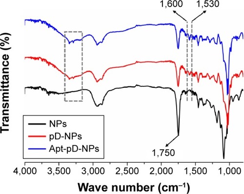 Figure 2 Fourier transform infrared spectra of drug-free NPs, drug-free pD-NPs, and drug-free Apt-pD-NPs.Notes: The absorption band at 1,750 cm−1 is assigned to the carbonyl band of TPGS and PLGA. The absorption band at 1,600 cm−1 with aromatic rings stretching vibration of pD supported the fact that the pD was coated on the surface of NPs.Abbreviations: NPs, nanoparticles; pD, polydopamine; Apt, aptamer; PLGA, poly(lactide-co-glycolide); TPGS, d-α-tocopheryl polyethylene glycol 1000 succinate.