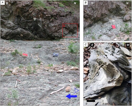 Figure 5. (a) Serpentinite of the Voltri Unit (in the hangingwall) that overthrusts sandstone/siltstone of the Molare Fm. (in the footwall). Red box locates picture B and blue arrow and eye the point of view of picture C. (b) Detail of the thrust surface and damage zone. (c) cm-scale fold in the sandstone/siltstone linked to the thrust movement; southwest of Sassello, left hydrographic side of the Giovo River.