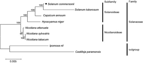 Figure 1. Maximum likelihood (ML) tree of nine Solanaceae-related species. The 23 protein-coding sequences in mitochondrial common gene were aligned using MAFFT (http://mafft.cbrc.jp/alignment/server/index.html). And then, phylogenetic tree was constructed with tamura-nei model and 1000 bootstrap method by MEGA 7.0 (Kumar et al. Citation2016). Mitochondrial genome sequences used for this tree are Capsicum annuum, NC_024624; Castilleja paramensis, NC_031806; Hyoscyamus niger, NC_026515; Ipomoea nil, NC_031158; Nicotiana attenuate, MF579563; N. sylvestris, NC_029805; N. tabacum, NC_006581; S. commersonii, MF989960 and MF989961; S. tuberosum, MF989953 to MF989957.