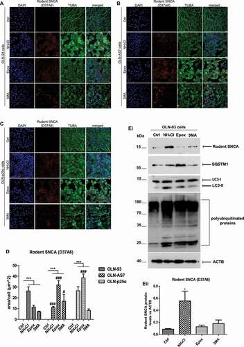 Figure 1. The endogenous rat oligodendroglial SNCA is degraded via both autophagy and the proteasome. (A-C) Confocal microscopy with endogenous rat-specific SNCA and TUBA antibodies reveals the cytoplasmic accumulation of the rodent oligodendroglial SNCA in OLN-93 (A), OLN-AS7 (B) and OLN-p25α cells (C) upon treatment with: proteasomal (epoxomicin, 15 nM) or lysosome/autophagy (NH4Cl 20 mM, 3 MA 10 mM) inhibitors for 48 h. Representative immunofluorescence images with antibodies against TUBA (green) and rat SNCA (red, D37A6 antibody) and DAPI staining are shown. Scale bar: 25 μm. (D) Quantification of the endogenous rat SNCA protein levels in OLN cells measured as μm2 area surface/cell following treatment with proteasomal (epox) or lysosomal (NH4Cl, 3 MA)inhibitors for 48 h. Data are expressed as the mean ± SE of three independent experiments with duplicate samples/condition within each experiment; ***p < 0.001, by one-way ANOVA with Tukey’s post hoc test (to compare between inhibitor-treated and untreated cells) or #p < 0.05; ###p < 0.001 by two-way ANOVA with Bonferroni’s correction (to compare between the different treated cell cultures). (Ei) Representative immunoblots for rodent SNCA (D37A6 antibody), poly-ubiquitinated proteins, LC3-I and LC3-II, and SQSTM1 (as macroautophagy markers), and ACTB (as loading control), verifying the increase of endogenous oligodendroglial SNCA protein levels in OLN-93 cells following lysosomal inhibition (NH4Cl, 48 h). (Eii) Quantification of the endogenous rat SNCA protein levels in OLN-93 cells treated with proteasomal (epox) or lysosome/autophagy (NH4Cl, 3 MA) inhibitors for 48 h. Data are expressed as the mean ± SE of three independent experiments with duplicate samples/condition within each experiment; *p < 0.05, by one-way ANOVA with Tukey’s post hoc test.