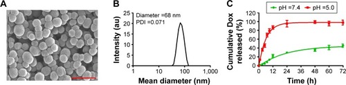 Figure 1 Characterization of TSH-SiO2@Dox. Representative TEM image (A) and DLS curve (B) of TSH-SiO2@Dox NPs. Scale bar =100 nm. Due to the presence of cis-aconitic linkage between the SiO2 and Dox, release of Dox can be triggered by the acidic environment in tumor cells, which was simulated by the acid-triggered drug release as shown in (C).Abbreviations: DLS, dynamic light scattering; Dox, doxorubicin; NP, nanoparticle; PDI, polydispersity index; SiO2, silicon dioxide; TEM, transmission electron microscopy; TSH, thyroid–stimulating hormone.