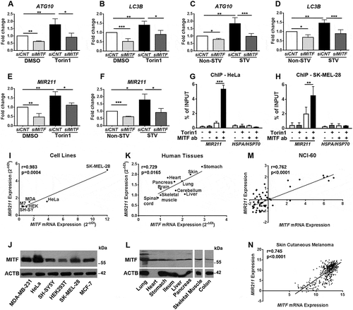 Figure 2. MITF regulated expression levels of autophagy-related genes and MIR211. (a-d) RT-qPCR analysis of mRNA levels of ATG10 (a and c) and LC3B (b and d) in control siRNA (siCNT)- or siMITF-transfected HeLa cells following torin1 (a and b) or starvation (c and d) treatment (mean± SD of n = 5 independent experiments ***p < 0.01, **< 0.03, *p < 0.05). DMSO, carrier control. Data were normalized to GAPDH. (e) TaqMan RT-qPCR analysis of MIR211 expression in DMSO or torin1-treated HeLa cells (mean± SD of n = 3 independent experiments, **p < 0.03, *p < 0.05). Data were normalized to RNU6-1 (RNA, U6 small nuclear 1) (U6). (f) TaqMan RT-qPCR analysis of MIR211 expression in non-starved (Non-STV) or starved (STV) HeLa cells (mean± SD of n = 3 independent experiments, ***p < 0.01, *p < 0.05). Data were normalized to RNU6-1. (g and h) ChIP assays showing specific association of MITF with the MIR211 promoter region in HeLa (G) and SK-MEL-28 (H) cells under DMSO or torin1-treated conditions. qPCR results of MIR211 promoter primers were obtained from input (pre-IP) samples or following ChIP with MITF antibodies. Ct (threshold cycle) ratios were normalized (CtChIP/Ctinput). In control (CNT) ChIP experiments, no antibody was added. HSPA/HSP70 promoter primers were used as negative control (mean± SD of n = 3 independent experiments, ***p < 0.01, **p < 0.03). (i) Correlation of endogenous MIR211 and MITF mRNA levels in various cell lines. A positive correlation between endogenous MIR211 and MITF mRNA levels was determined by RT-qPCR in MDA-MB-231 (MDA), MCF-7 (M7), SH-SY5Y (SH-SY), HEK293T (HEK), HeLa and SK-MEL-28 cells. r, Pearson’s correlation coefficient. (r > 0, positive correlation; p value = 0.004). (j) Expression of MITF protein was detected in MDA-MB-231, HeLa, SH-SY5Y, HEK293T, SK-MEL-28, MCF-7 cells using a pan-MITF antibody. (k) Correlation of endogenous MIR211 and MITF mRNA levels in human tissues from 4 different cadavers. A positive correlation between endogenous MIR211 and MITF mRNA levels was determined by RT-qPCR in the indicated tissues (Pearson’s r coefficient (r) = 0.729, p value (p) = 0.0165). (l) Immunoblot analysis of tissue protein extracts from a cadaver using a pan-MITF antibody. ACTB was used as loading control. (m and n) The correlation between miRNA and gene expression profile is quantified by computing the correlation coefficient using the NCI-60 expression profiling data (m) (Pearson’s r coefficient (r) = 0.762, p value (p)< 0.0001) and TCGA Skin Cutaneous Melanoma (n) (Pearson’s r coefficient (r) = 0.745, p value (p)< 0.0001) microRNA and gene expression data.