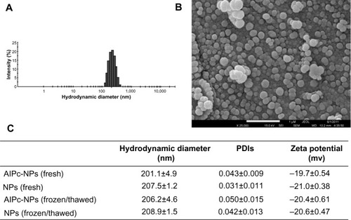 Figure 2 Characteristics of PVM/MA NPs with AlPc-NPs or without AlPc-NPs.Notes: (A) Histogram showing the distribution of the AlPc-NPs’ hydrodynamic diameter values; (B) scanning electron microscopy image of AlPc-NPs; (C) colloidal characteristics of AlPc-NPs and NPs, fresh and after a single cycle of freezing/thawing. (B and C) Nanoparticles were suspended in phosphate buffered saline, pH 7.2.Abbreviations: AlPc, aluminum–phthalocyanine chloride; NPs, nanoparticles; PVM/MA, poly(methyl vinyl ether-co-maleic anhydride); PDI, polydispersity index.