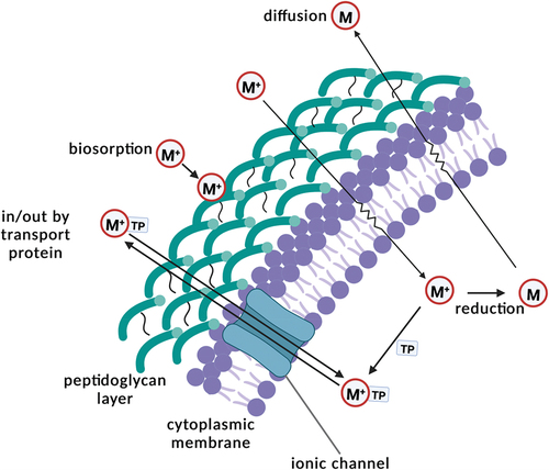 Figure 3. Mechanism of metal ions binding process by microorganisms by Mrvčić et al.[Citation26] .