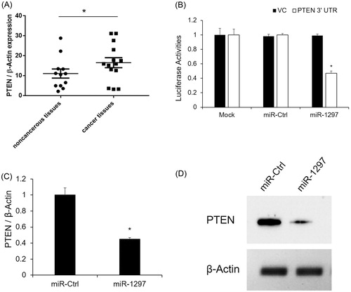 Figure 3. PTEN expression is negatively correlated with miR-1297 (A) PTEN mRNA expression level was determined by qRT-PCR in human cervical carcinoma tissues. Data represents the mean ± SE, *p < .05, versus noncancerous-tumour tissues; (B) PTEN is validated as the direct target of miR-1297 by 3’ UTR luciferase assay; (C) PTEN mRNA expression with HeLa cells after overexpression of miR-NC or miR-1297. Results are mean ± SE. *p < .05 versus WT; **p < .05 versus miR-Ctrl; (C) PTEN protein level was determined by western blotting. β-actin was used as an internal control.