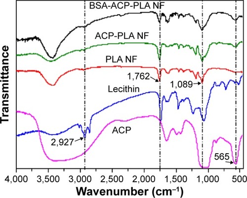 Figure 4 FTIR spectra of ACP nanoparticles, lecithin, PLA NF, ACP-PLA composite NF (ACP-PLA NF), and BSA-containing ACP-PLA composite NF (BSA-ACP-PLA NF).Abbreviations: FTIR, Fourier transform infrared; ACP, amorphous calcium phosphate; PLA, poly(d,l-lactic acid); NF, nanofiber; BSA, bovine serum albumin.