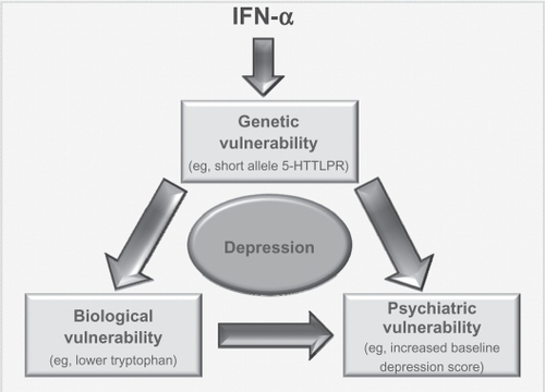 Figure 3 Interaction of risk factors. Model by which various risk factors could interact to possibly produce depression in those patients taking IFN-α. It is possible that administration of IFN-α could lead to some underlying genetic vulnerability (eg, the short allele in 5-HTLLPR) impacting upon levels of a chemical such as tryptophan. This vulnerability, along with the biological response it could induce, would also interact with a psychiatric vulnerability. As these people have the genetic vulnerability, they are more likely to be depressed at baseline and/or have had a history of psychiatric disorders. All this would lead the person to be vulnerable to developing depression following administration of IFN.