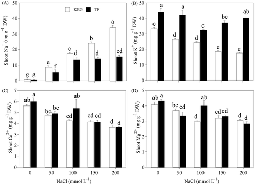 Figure 1. Cation concentrations in the shoots of Kentucky bluegrass (KBG; Poa pratensis L.) and Tall fescue (TF; Festuca arundinacea Schreb.) at different sodium chloride (NaCl) concentrations. (A) sodium (Na+), (B) potassium (K+), (C) calcium (Ca2+), and (D) magnesium (Mg2+). Bars indicate standard error (n = 3). Different lower case letters indicate significant differences between means at P = 0.05 according to Duncan's multiple range tests. DW, dry weight.