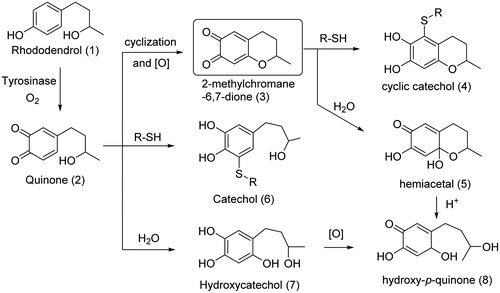 Figure 12. Mushroom tyrosinase-catalyzed transformation of rhododendrol (modified Tajima et al.131).
