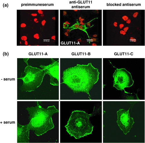 Figure 6. Subcellular distribution of GLUT11-A, -B, and -C overexpressed in COS-7 cells. (a) COS-7 cells were transfected with GLUT11-A and stained with preimmuneserum, with antiserum against a C-terminal peptide of GLUT11 (anti-GLUT11 antiserum), or the blocked antiserum and nuclei were co-stained with TO-PRO3. (b) COS-7 cells transfected with GLUT11-A-C were incubated in a serum free medium (upper panel) or in the presence of 10% FCS (lower panel) and stained with the anti-GLUT11 antiserum. In all experiments GLUT11 was detected with a FITC-labelled secondary antibody and visualized by confocal laser scanning microscopy. Thisfigure is reproduced in colour in Molecular Membrane Biology online.