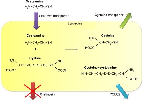 Figure 1 Mechanism of lysosomal cystine depletion by cysteamine. Cysteamine enters the lysosome through an unknown transporter and breaks the disulfide bond in cystine. This results in formation of cysteine and a new cysteine-cysteamine mixed disulfide, each of which can exit the lysosome through its own transporter.