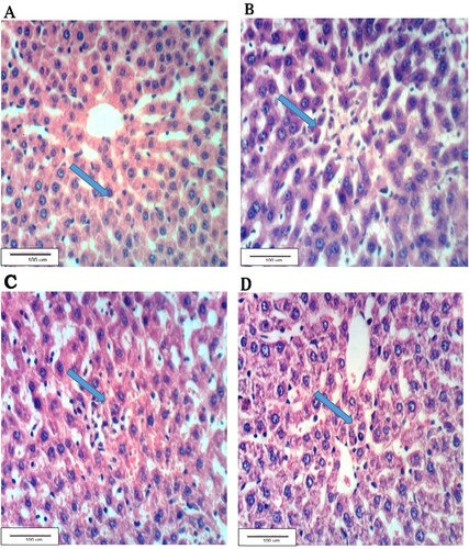 Figure 2. Liver section of G1 showing the normal histological structure, B: hepatic tissues of G2 with necrosis and inflammatory cell infiltration, C: Liver section of G3 showing nearly normal hepatic tissue, D: Liver section of G4 showing normal hepatic tissue (H & E ×400).