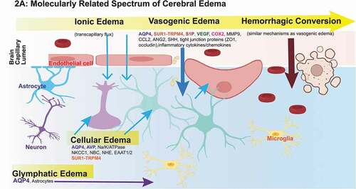 Figure 2. Promising Molecular Targets and Pathophysiologic Evolution of Cerebral Edema.