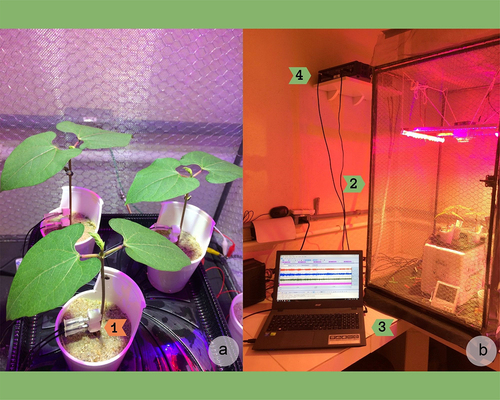 Figure 1. Experimental setup. (A) An experimental session with 3 healthy plants and a pair of needle electrodes inserted in bean stem’s basis (1), inside the Faraday’s cage. (B) External view from the Faraday’s cage and the experiment (2). Over the laboratory bench is the notebook with the electrophytograms (3) obtained in the experimental session. Connected to them is the electronic system MP36, used for electrical signal recording (4).