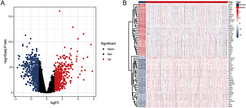 Figure 7 Identification of DEGs between control and sepsis samples. (A) Volcano plot of the DEGs. (B) Heatmap showing the differential expression of the top 30 upregulated genes and top 30 down-regulated genes.
