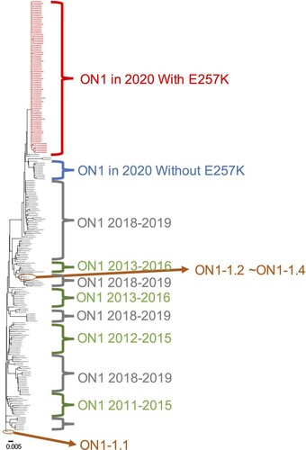 Figure 3. Phylogenetic analysis of the G gene of respiratory syncytial virus (RSV) ON1 strains circulating in Taiwan between February 2018 and January 2021 with reference strains between 2011 and 2016. The phylogenetic tree of G protein shows that ON1 samples from 2020 with amino acid substitution E257 K were clustered apart from those of the previous seasons including ON1 in 2020 without E257 K, ON1 in 2018 and 2019 in our study and reference strains between 2011 and 2016 in Taiwan. Our strains from 2020 were also apart from the reference strains ON1-1.1–ON1-1.4 from 2018 and 2019 seasons distributed in all clades. GenBank accession numbers used in this figure are listed in Table S1. Scale bar shows the number of substitutions per site.