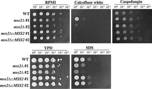 Figure 4. MSS2 deletion enhances resistance to calcofluor white and sensitivity to SDS. The mss2Δ strains did not exhibit changes in caspofungin sensitivity but showed increased resistance to the cell wall-perturbing agent calcofluor white and impaired growth on medium containing SDS