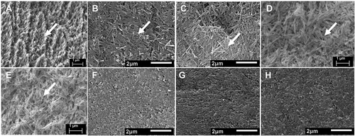 Figure 1 SEM images of the enamel surface. After acid erosion showing exposed enamel prisms (white arrowed) (A), after biomimetic mineralization of the eroded surface by deposition of fiber-like crystals (white arrowed) with different concentrations of Hydrolyzed Wheat Protein (HWP) in mouthwashes; 0.2% (B), 1% (C), 2% (D), 1% + 0.05% NaF (E), and after remineralization with Listerine™ mouthwash (F), 0.02% NaF mouthwash (G), and Artificial saliva only (H). All the images were taken under the same magnification of x6000.