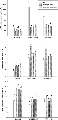 Figure 2. Effects of different PGPRs on the regulation of abscisic acid (ABA), salicylic acid (SA), and gibberellin (GA4) content, under salinity and drought stress. Cucumber plants were inoculated with PGPRs viz. B. cepacia, Promicromonospora sp., and A. calcoaceticus. For each set of treatment, the different letter indicates significant differences (P < 0.05) between control and PGPRs treatments as evaluated by Duncan multiple range test. Error bars refer to SE of three replications comprising 27 plants.