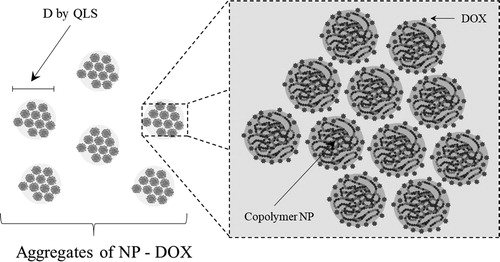 Scheme 2. Representation of DOX-loaded NP aggregates.