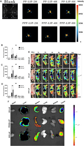 Figure 7. Ex vivo imaging of liposomes in major organs, in vivo biodistribution and in vitro fluorescence images of organs and tumors: (A) ICR mice were intravenously injected with DiD-loaded PP-LIP and PPP-LIP respectively. Organs were harvested 2, 4 and 8 hours after administration. The statistical graph of the fluorescence intensity of organs based on the semi-quantitative analysis to the ex vivo fluorescent images of ICR mice attained 2 hours (B), 4 hours (C), and 8 hours (D) after i.v. administration with DiD-labeled PP-LIP or PPP-LIP. (E) In vivo time-dependent whole body fluorescence imaging of SMMC-7721 tumor-bearing mice after intravenous injection of PEG2k-LIP, PP-LIP and PPP-LIP. (F) In vitro fluorescence images of major organs and tumors of mice after intravenous injection of PEG2k-LIP, PP-LIP and PPP-LIP over a period of 24 hours. Data represent mean ± standard deviation (n = 3). ***p < .001, *p < .05.
