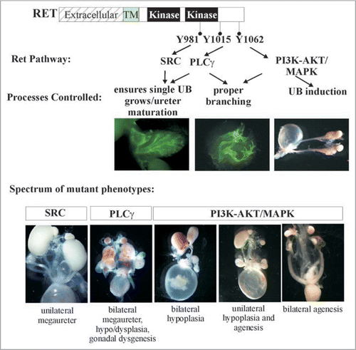 Figure 7 Many faces of Ret dysfunction in kidney. Schematic shows the major key Ret docking tyrosine and the preferred activated pathways. Also, depicted are the roles of these in the major processes of kidney development and examples of the phenotypes that are seen due to defects in these processes. The spectrum of phenotypes in Ret mutants are shown. Note that influence of other modifier genes such as Spry1 or Gdnf can give combination of intermediate phenotypes that are not represented here. Thus, alterations in Ret signaling pathways by changes in overall expression, or individual cascades. or through other genes encompasses majority if not all of CAKUT phenotypes. Parts of this figure are adapted from Jain et al.Citation40,Citation42 with permission.