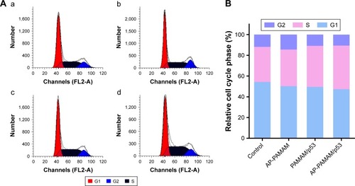 Figure 8 Cell cycle analysis through PI staining and following flow cytometry for the cells after different carriers mediated p53 transfection (A) and the quantitative measurement of cell cycle phase (B). (a) control; (b) AP-PAMAM; (c) PAMAM/p53; and (d) AP-PAMAM/p53.Abbreviations: AP-PAMAM, 2-amino-6-chloropurine-modified PAMAM; PI, propidium iodide; PAMAM, polyamidoamine.
