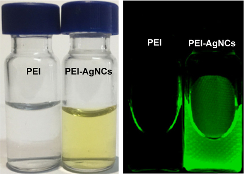 Figure S2 Photographs of color of PEI and PEI-AgNCs solutions under different light conditions. The color of PEI and PEI-AgNCs solutions under visible light (left) and UV light (right) 6 months after PEI-AgNCs were prepared.Abbreviations: PEI-AgNCs, polyethyleneimine-capped silver nanoclusters; UV, ultraviolet.