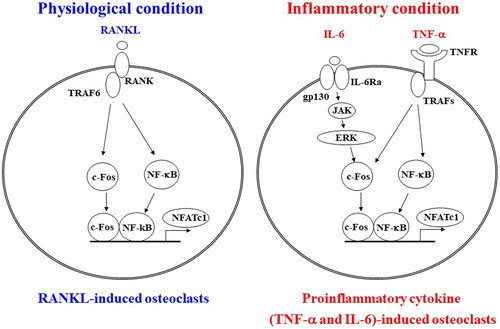Figure 1. Comparative mechanisms of osteoclast differentiation in physiological and inflammatory conditions. In physiological conditions, receptor activator of nuclear factor kappa-B ligand (RANKL)-RANK signaling activates the transcription factors c-Fos and nuclear factor of activated T cells, cytoplasmic, calcineurin-dependent 1 (NFATc1), which are essential for osteoclast differentiation in monocyte-macrophage progenitor cells. In inflammatory conditions, tumor necrosis factor alpha (TNF-α) and interleukin-6 (IL-6) signaling synergistically activate c-Fos, and NFATc1 and induce osteoclast differentiation. IL-6 activates c-Fos through its downstream Janus kinase (JAK)-extracellular signal-regulated kinase (ERK) signaling. TNFR: tumor necrosis factor receptor; IL-6Rα: interleukin-6 receptor subunit alpha; TRAFs: TNFR-associated factors; NF-κB: nuclear factor kappa-B.