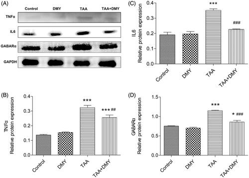 Figure 5. Western blot analysis. (A) Protein levels of TNF-α, IL-6, and GABAA in the cortex. Relative protein expression was quantified using Image J. (B) Relative protein expression of TNF-α. (C) Relative protein expression of IL-6. (D) Relative protein expression of GABAA. DMY: DMY-treated (5 mg/kg) group; TAA: TAA-treated (600 mg/kg) group; TAA + DMY: TAA-treated (600 mg/kg) + DMY-treated (5 mg/kg) group. Values are expressed as mean ± SD (n = 8). *p < 0.05 and ***p < 0.001 vs. control; ##p < 0.01 and ###p < 0.001 vs. TAA.