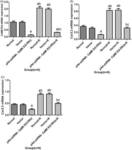 Figure 4. The mRNA expression of CaMKIIβ. (A) Cav3.2 (B) and Cav3.3 (C) (x¯ ± s, n = 6). Compared with normal group, ap<.05, compared with pAd-shRNA- CaMKIIβ-DRG, bp<.05, compared wth normal + R group, cp<.05.