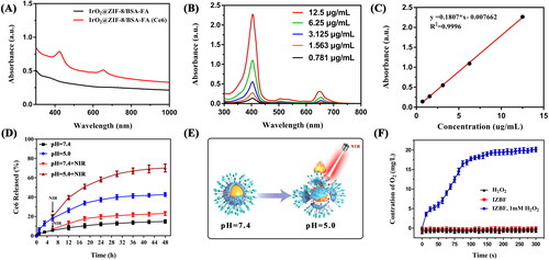 Figure 3. (A) Light absorption of IrO2@ZIF-8/BSA-FA and IrO2@ZIF-8/BSA-FA (Ce6). (B) The UV-vis absorption spectra of Ce6 with different concentrations. (C) Standard curve of Ce6. (D) Cumulative release of Ce6 from IrO2@ZIF-8/BSA-FA (Ce6) nanocomposites in PBS with different pH values in the presence or absence of NIR irradiation (808 nm, 1.0 W cm−2, 5 min). (E) Schematic illustration of the pH and NIR-laser triggered release behavior of IZBF NPs. (F) O2 generation in H2O2 solutions (1 mM) after incubation with IZBF NPs.